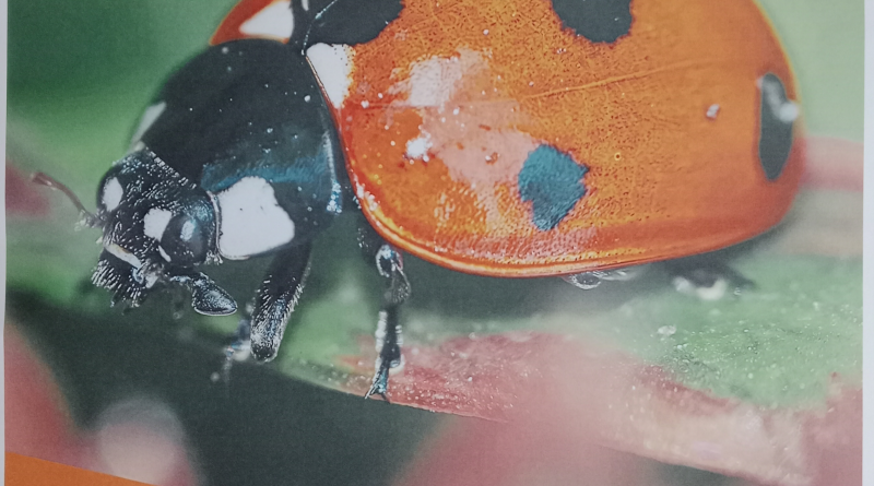 Taller abierto para construir un mariquitario, el sábado 14 de marzo, de 11:00h. a 13:00h.